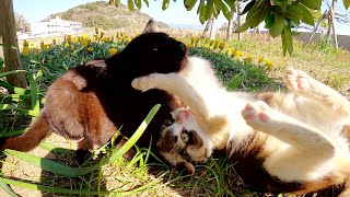 黒猫vs三毛猫！無邪気な子猫達が元気にプロレスごっこ