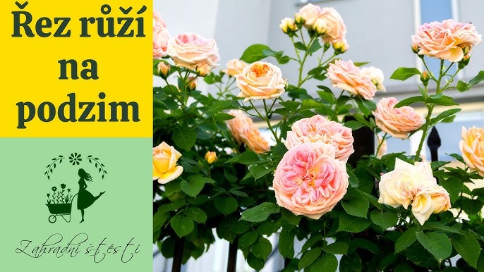 Jak Na Podzim Strihat Ruze