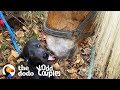 This Horse Won’t Go For Rides Without His Dog Brother | The Dodo Odd Couples