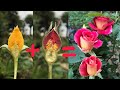 How to propagation new Rose flower color from Red Rose flower bud and Yellow | New hormone