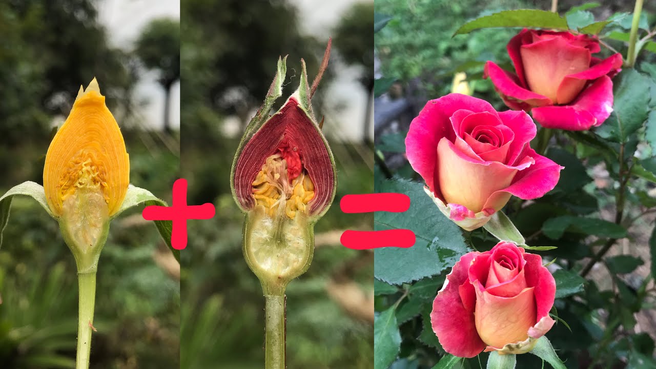 How to propagation new Rose flower color from Red Rose flower bud