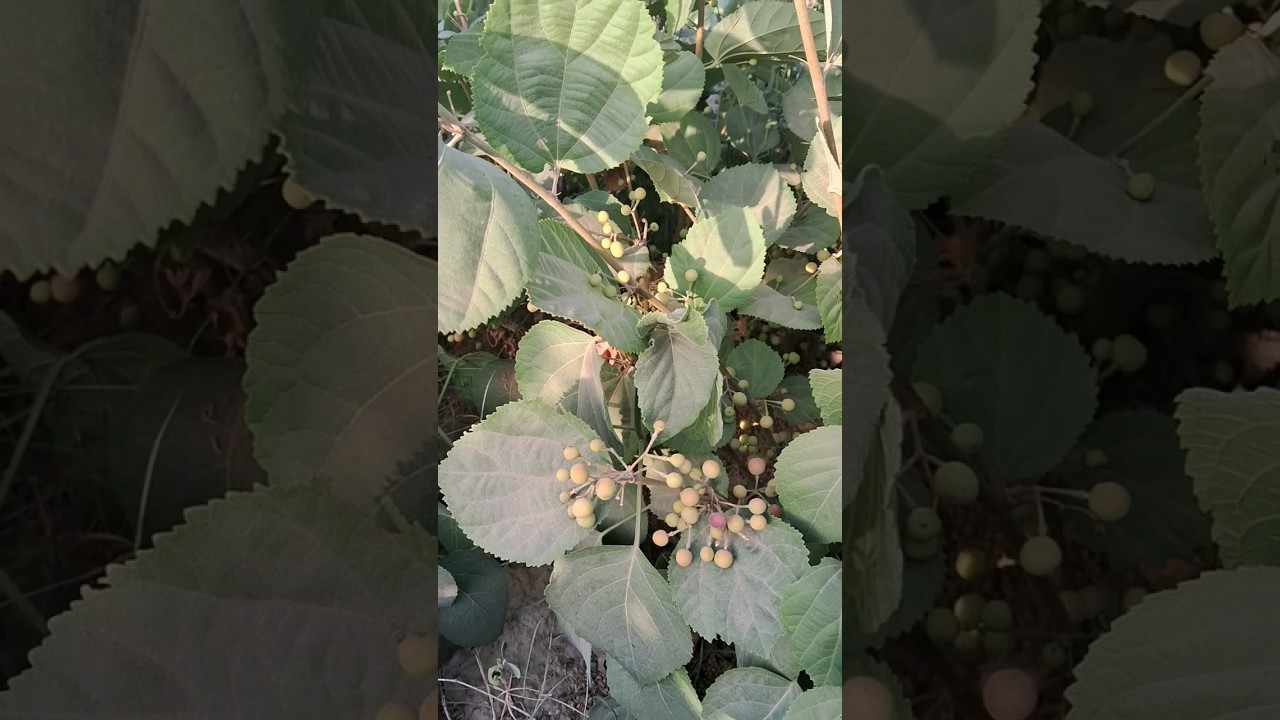 falsa ki kheti  khane wale chirigawa me aye