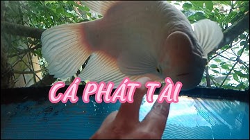 Cá phát tài loài cá mang may mắn tài lộc