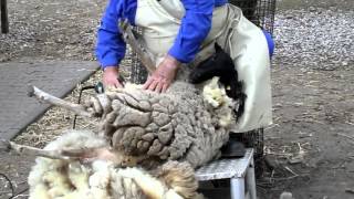 Tierpark Hattersheim Schafschur.