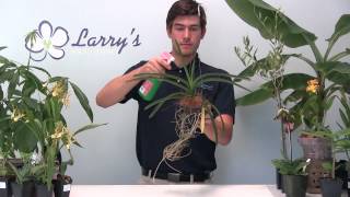 Vanda Orchid 101 - How To Fertilize