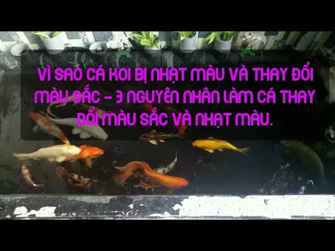 Video: Tại sao cá vàng đổi màu hoặc chuyển sang màu trắng?