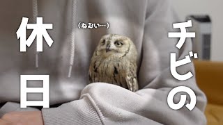 【リアル】ちびフクロウとチビ飼い主の休日の実態がこちら