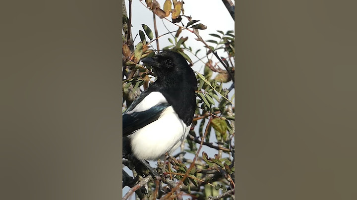 Magpie Call | Bird Songs and Calls