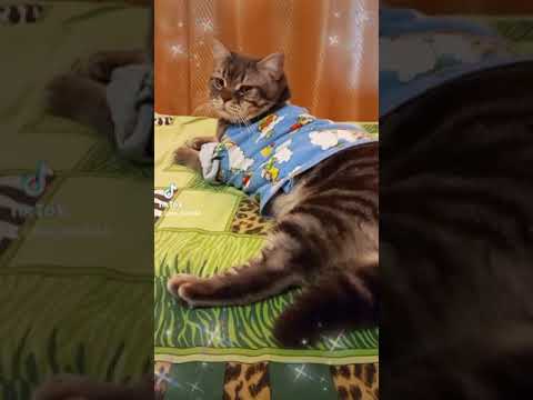 Каждое утро начинается одинаково. Смешное короткое видео с котиком.