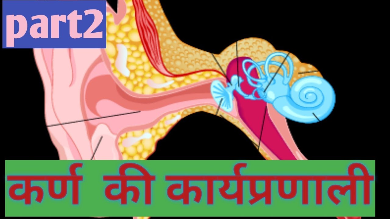 function of ear in hindi। working of ear in hindi। balance and hearing