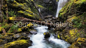 4K Video | Tiếng Chim Hót | Tiếng Nước Chảy