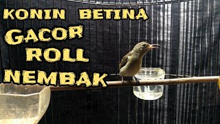 KONIN BETINA MEMANGGIL JANTAN//MASTERAN, PANCINGAN,KONIN BETINA GACOR