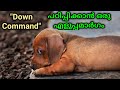 dog training : Down Command Malayalam : kerala dog training : വളര്ത്തു നായയെ പരിശീലിപ്പിക്കാം dog training : Down Command Malayalam : kerala dog training : വളര്ത്തു നായയെ പരിശീലിപ്പിക്കാം