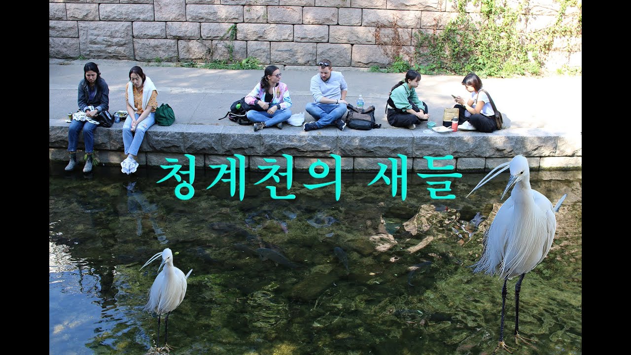 청계천의 새들-아름다운 나라 가야금 연주