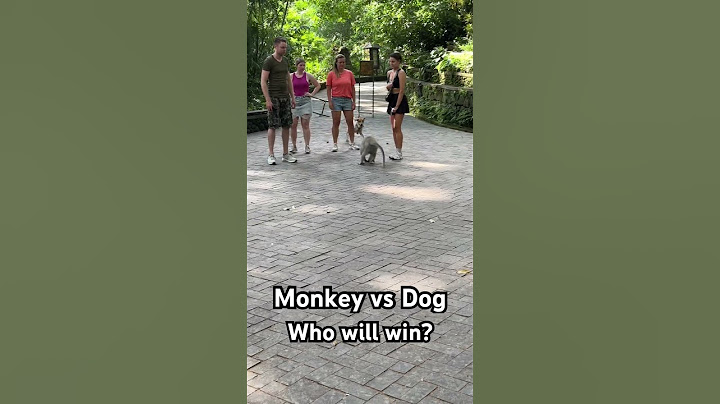 Monkey Forest Bali | Monkey v dog - who will win?