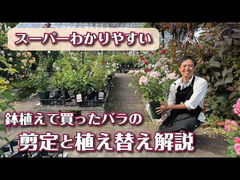 要問合せ♥️ヨーロッパ空間♥️薔薇好き♪ローズ　バラ　プランター　ガーデン　2種 How to Grow Roses] Post-Bloom Care for Nursery Roses Explained