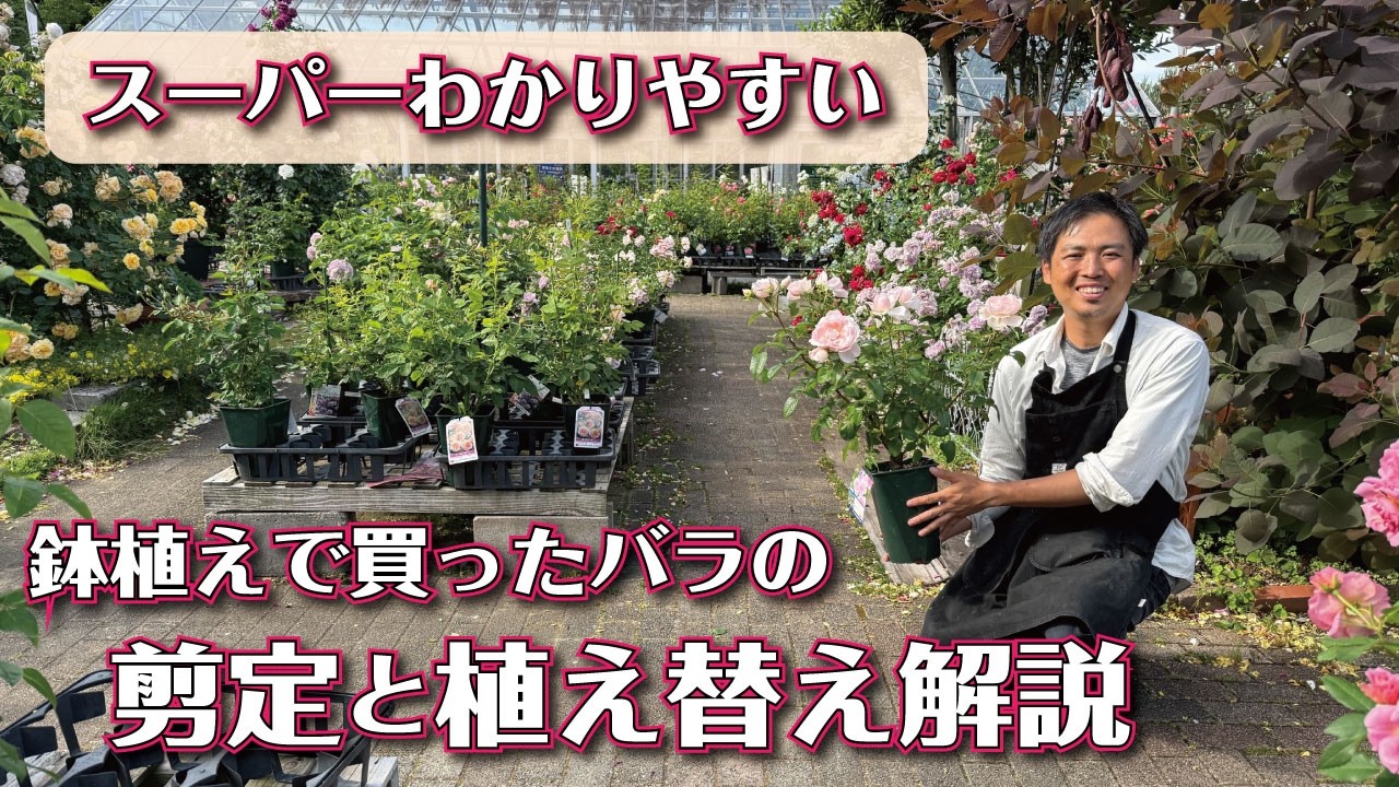 要問合せ♥️ヨーロッパ空間♥️薔薇好き♪ローズ　バラ　プランター　ガーデン　2種 How to Grow Roses] Post-Bloom Care for Nursery Roses Explained