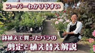 【バラの育て方】苗で買ったバラの花後のお手入れ解説