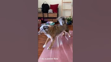 Akuna Morning Routine #aussie #australianshepherd #miniaussie #shorts #fyp #breakfast #funny