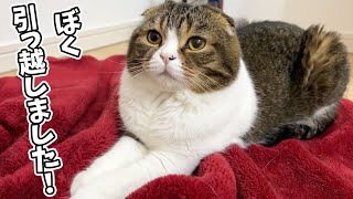 お引っ越しを完了させた親子猫w