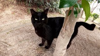 猫ハウスに帰宅するも、エサも水もなく不満そうな黒猫