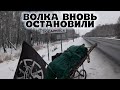 Волк задержан. Волк Шамана Саха Александра Габышева.