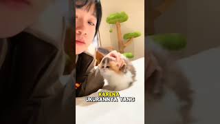 3 Ras Kucing Terkecil di Dunia 🐱 Nomor 1 Bikin Gemas!