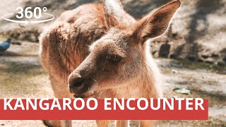 360° Encounter - Kangaroo in Healesville Sanctuary, Melbourne