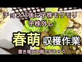 [多肉植物]子株モリモリ子株外し^_^春萌収穫作業