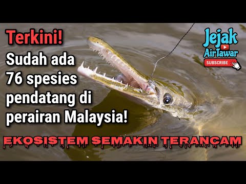 Video: Ikan pemangsa. Spesies dan kepelbagaian ikan pemangsa