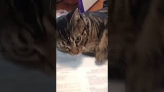 Homeschool with cats #crazycoop #cat #catshorts #funnycats #catvideos
