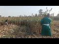 عمي مفتاح بقطع ذره صيفي