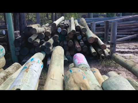 Australian Architectural Hardwoods: a Tour of the Stockyard in Kempsey