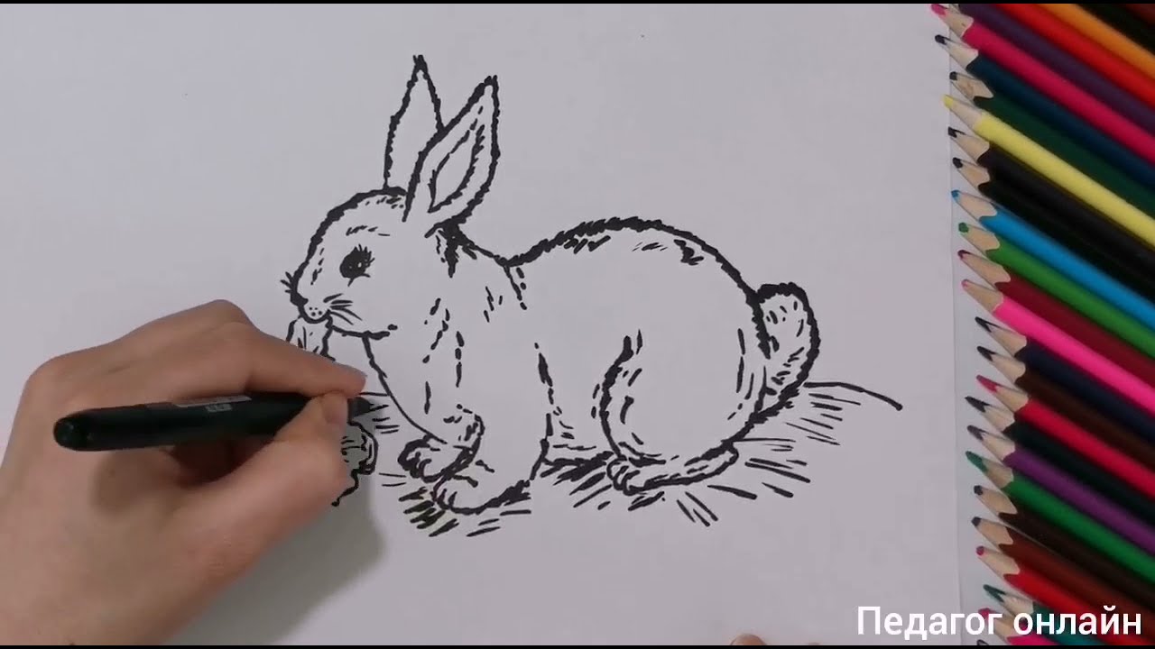 Как нарисовать зайца. Рисунок для детей и для начинающих