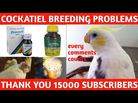 Cockatiel breeding problem successful | Cockatiel breeding problem solved | தமிழ்