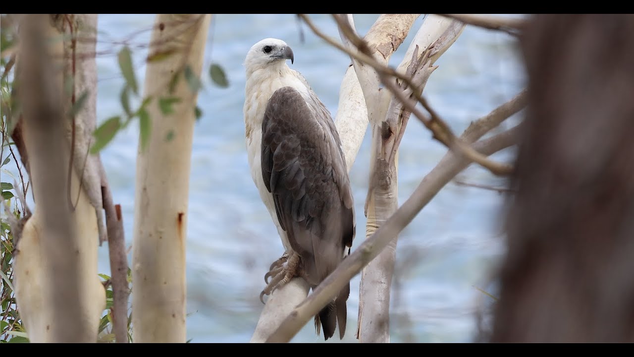 White bellied Sea Eagle gathers nesting material, & soaring on thermals