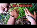 NGERI DIGIGIT LINTAH SEBESAR INI || BIKIN MERINDING || AMAZING FISH TRAP