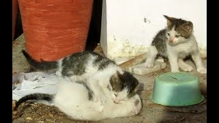 Cat kittens EPIC INTENSE fighting !! by Nature and WildLife 2,903 views 4 years ago 6 minutes, 59 seconds