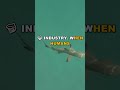 Why Whale Sharks Are Not Mindless Killers