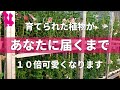 【園芸農家が教える】鉢植え植物の販売と流通の流れ