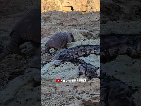 Flagramos o tatu peba devorando carniça! #animals