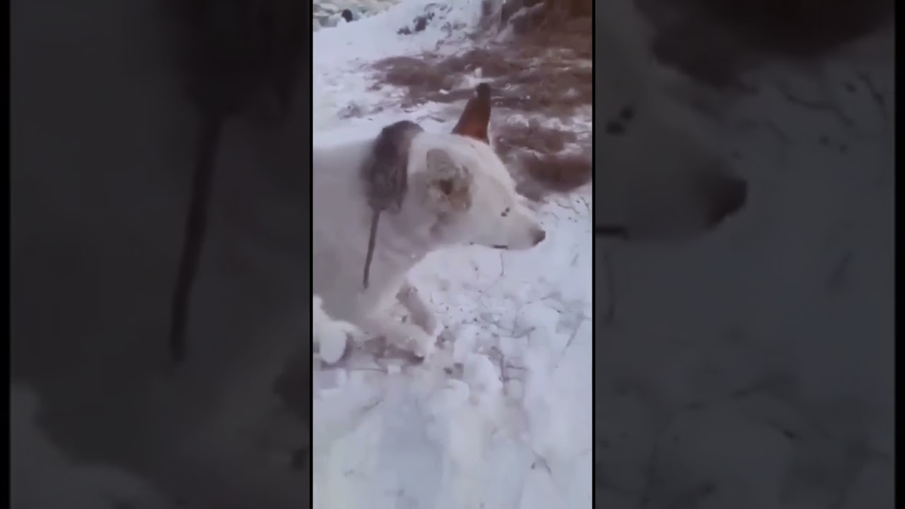 Animais ficam congelados durante frio intenso na Noruega 
