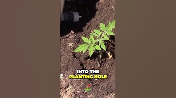 Exploring the Mind-Blowing Edible Secrets of Radish Seed Pods 🌱🥕 | #gardening #plants #gardeningtips