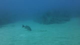 Schwarzpunkt Schlangenaal  -  Black point snakes eel with Divecenter Merlin sosua