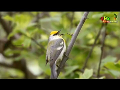 Masteran Burung kecil Bersuara merdu mantap buat Masteran bikin sadis