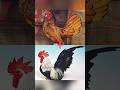 Hybrid of Sebright chicken and Japanese Bantam