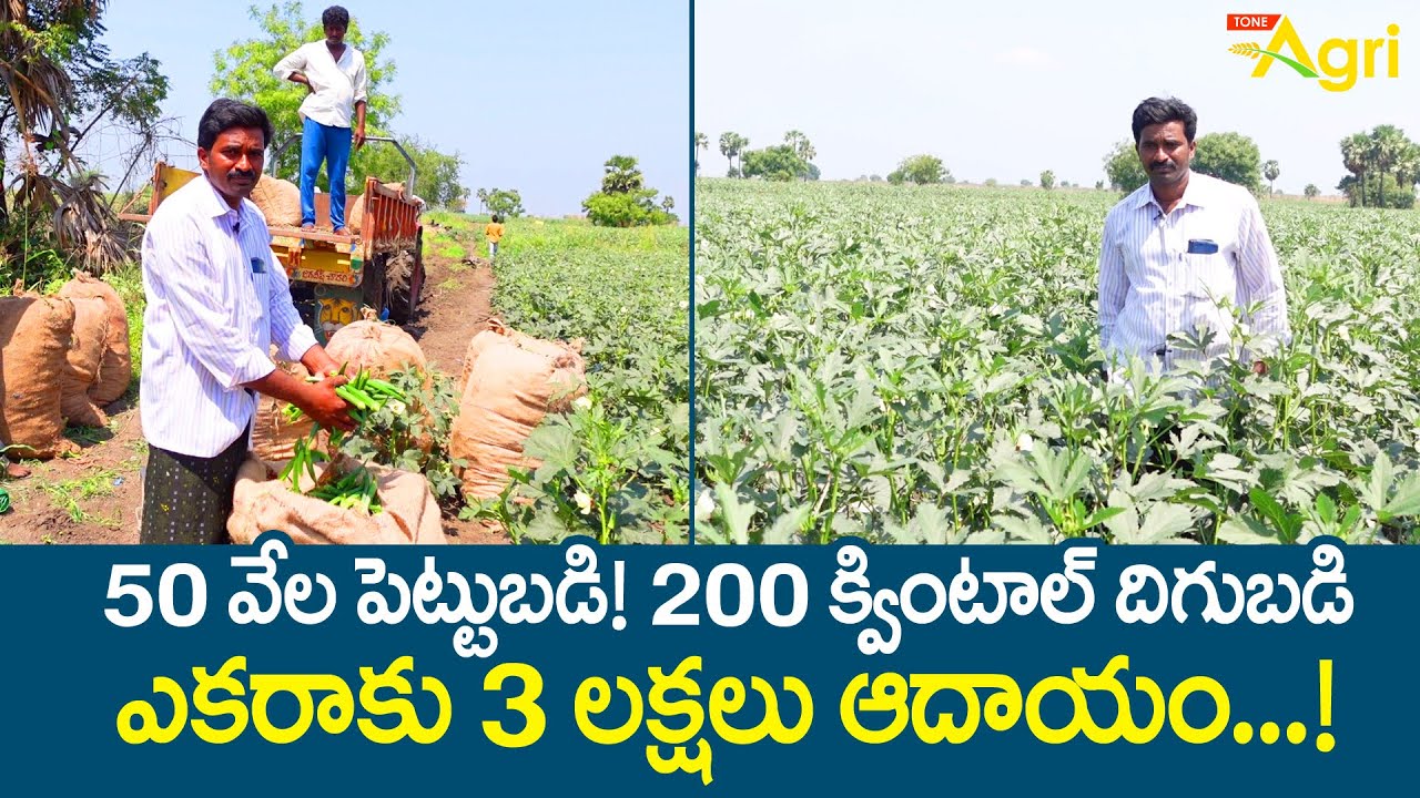 Ladies Finger (Okra) Farming | Bhendi | 50వేల పెట్టుబడి..! 200 క్వింటాలు దిగుబడి ఎకరాకు.. Tone Agri