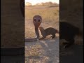Mongoose KING vs The World's Deadliest Snake! #animals #cobra