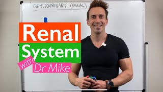 Renal System - Overview