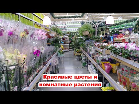 Комнатные цветы и